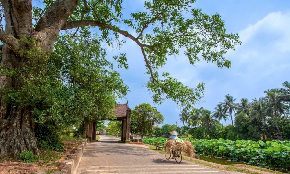 For a glimpse of the blooming lotus lake at the village gate, visit in May